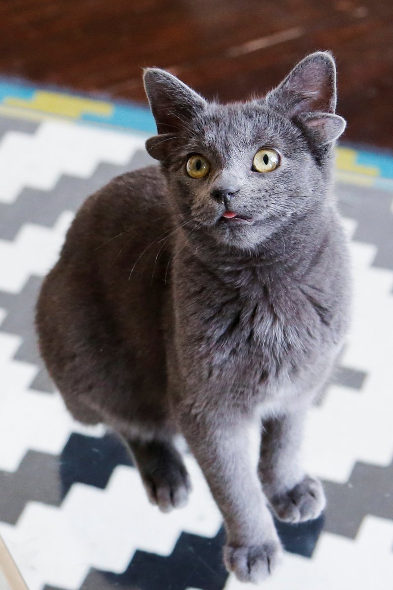 ajplus's tweet photo. A cat in Turkey was born with 4 ears due to a genetic mutation. Her new family has named her Midas.

The extra ears do not affect her health or give her any hearing superpowers, says her vet, but the cat has amassed 70,000 Instagram followers. 😻 https://t.co/kyWKxlPalm