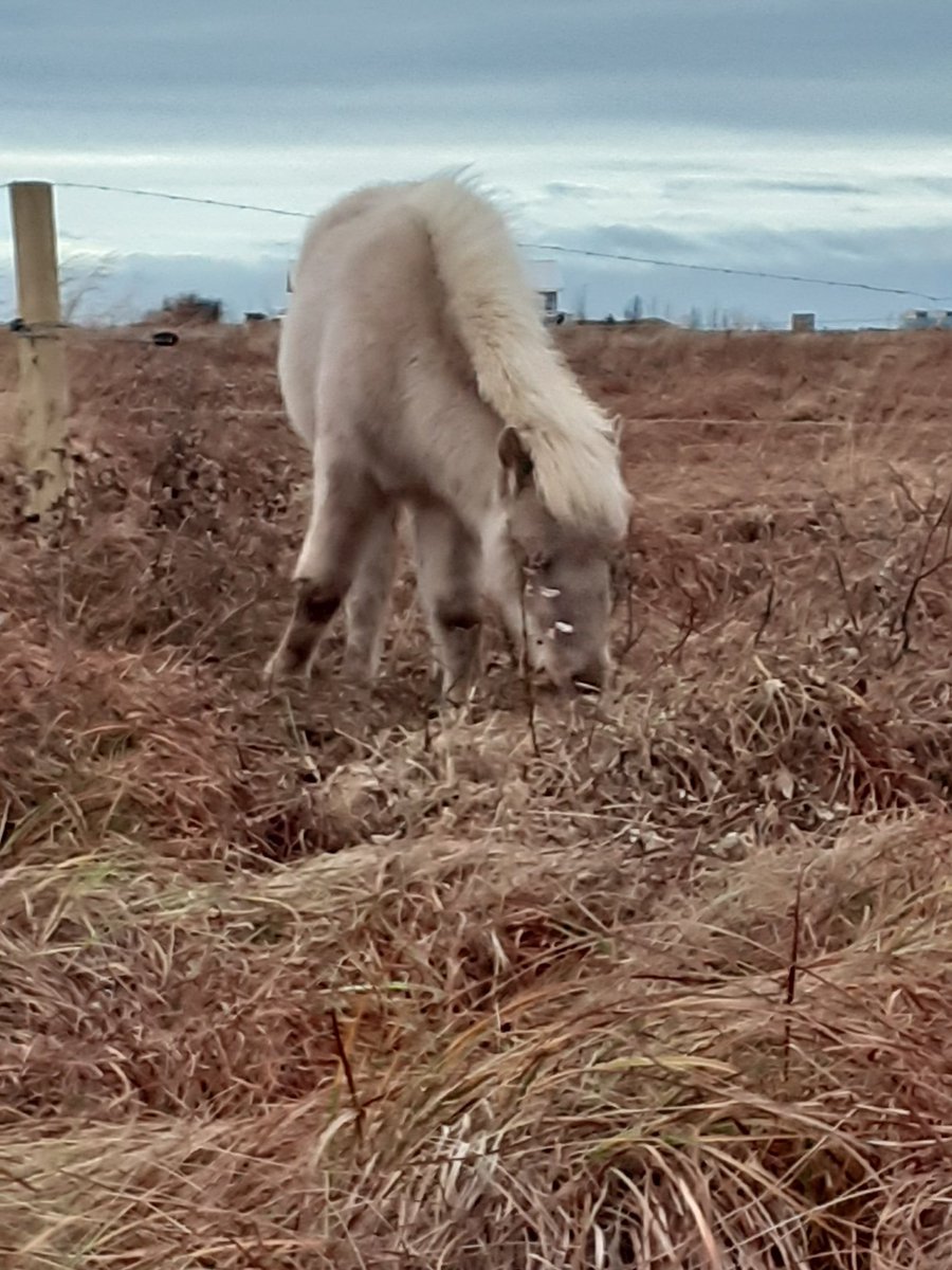 Þetta er hún Freyja kom í gær heim til sín