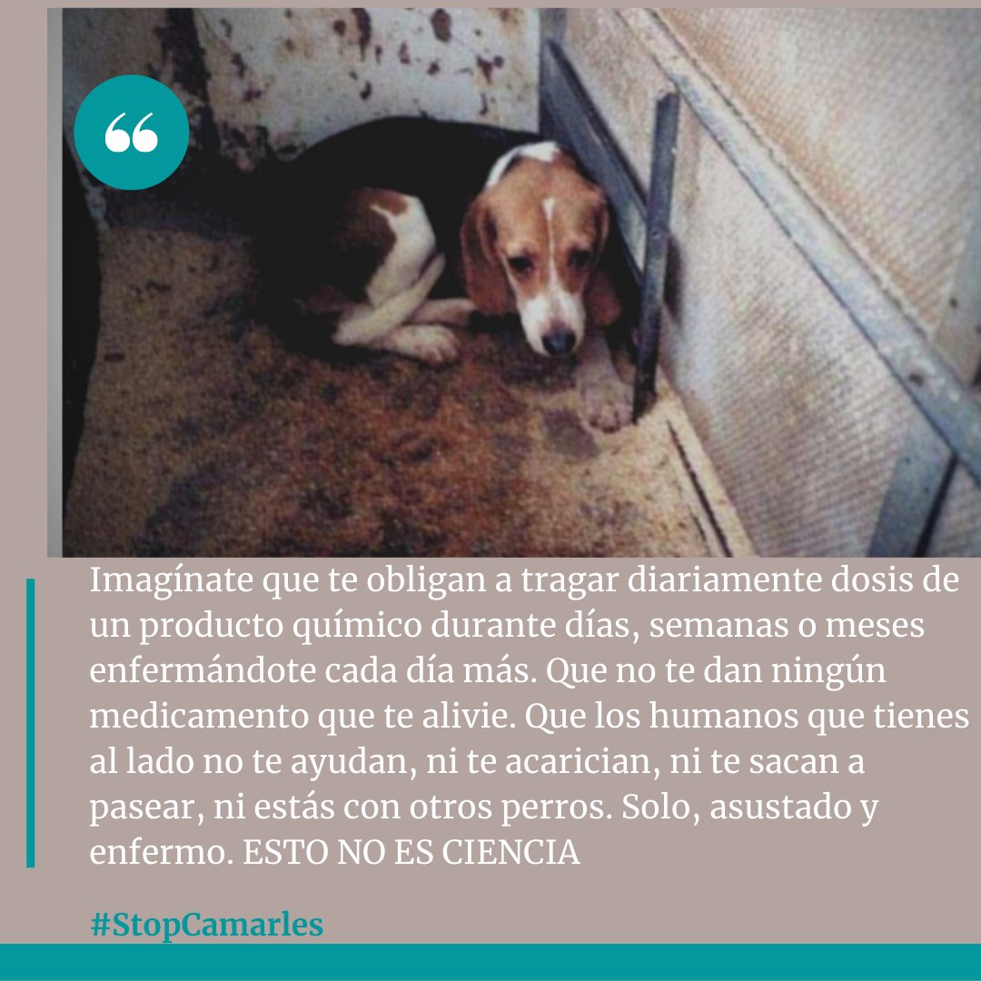StopCamarles's tweet photo. Esto es por lo que van a tener que pasar los #perros de #utox en @PCB_UB. A esto les están sometiendo durante 28 días hasta que mueran. Sin una mirada de compasión. En manos de #vivotecnia
#RecercaUB @mterrades1 #utox_PCB #RescateVivotecnia https://t.co/kV6U4sRCEx