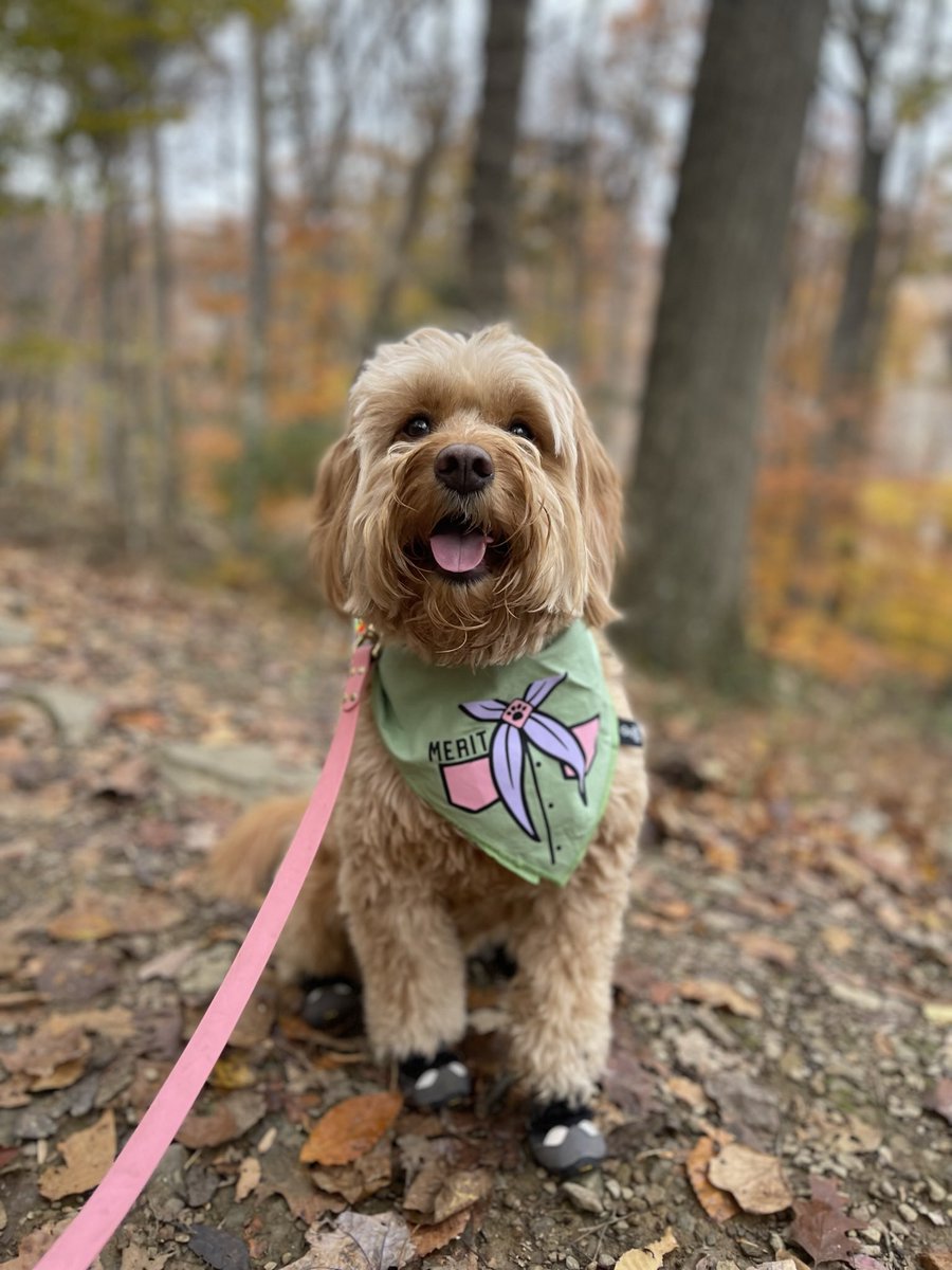 meritthemini tweet media