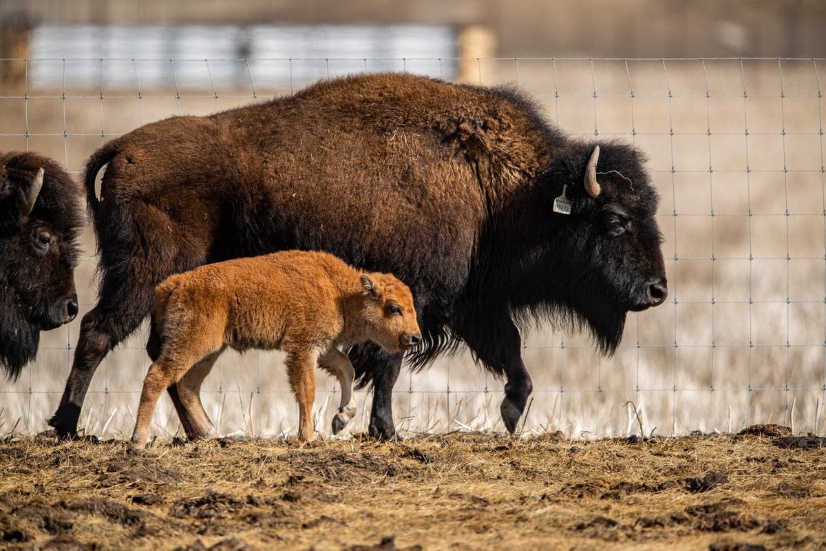We are thrilled to be at <a href="/Wanuskewin_Park/">Wanuskewin</a> press conference today for big announcement - four #petroglyphs uncovered in the park - by “wallowing” bisons!
@DestinationIndigenous <a href="/VisitSaskatoon/">Tourism Saskatoon</a> <a href="/DestinationCAN/">Destination Canada</a> <a href="/Saskatchewan/">Tourism Saskatchewan</a> <a href="/ParksCanada/">Parks Canada</a>