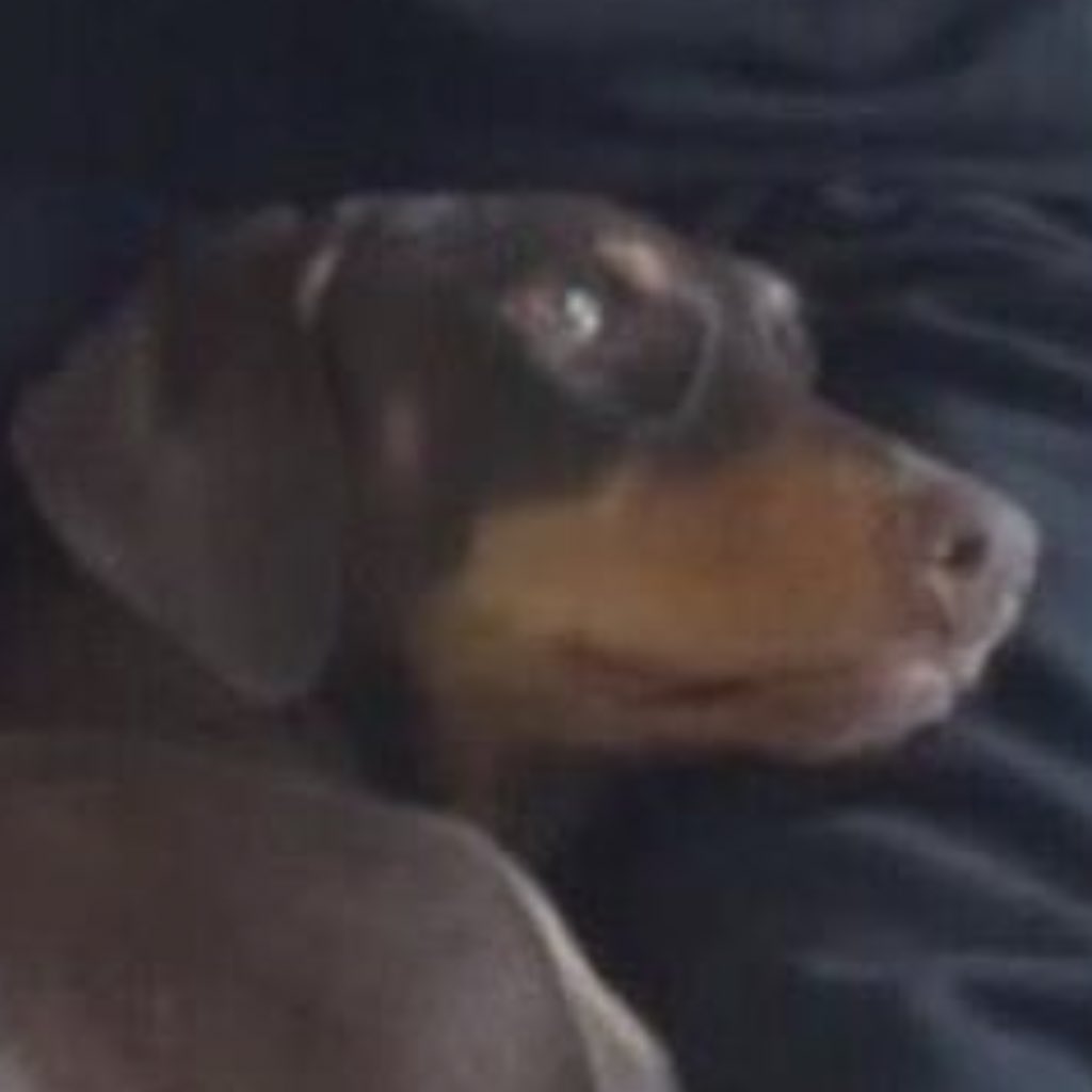 varbieskoo's tweet photo. Jungkook best parent. He raised a  Doberman, one of the most dangerous dogs in the world to be the sweetest, kindest, gentlest, loving dog when others raised them to be a fierce and scary dog. Bam is so lucky to have the best dad, his content face and his shining eyes says it all https://t.co/NYukr4a2ZY
