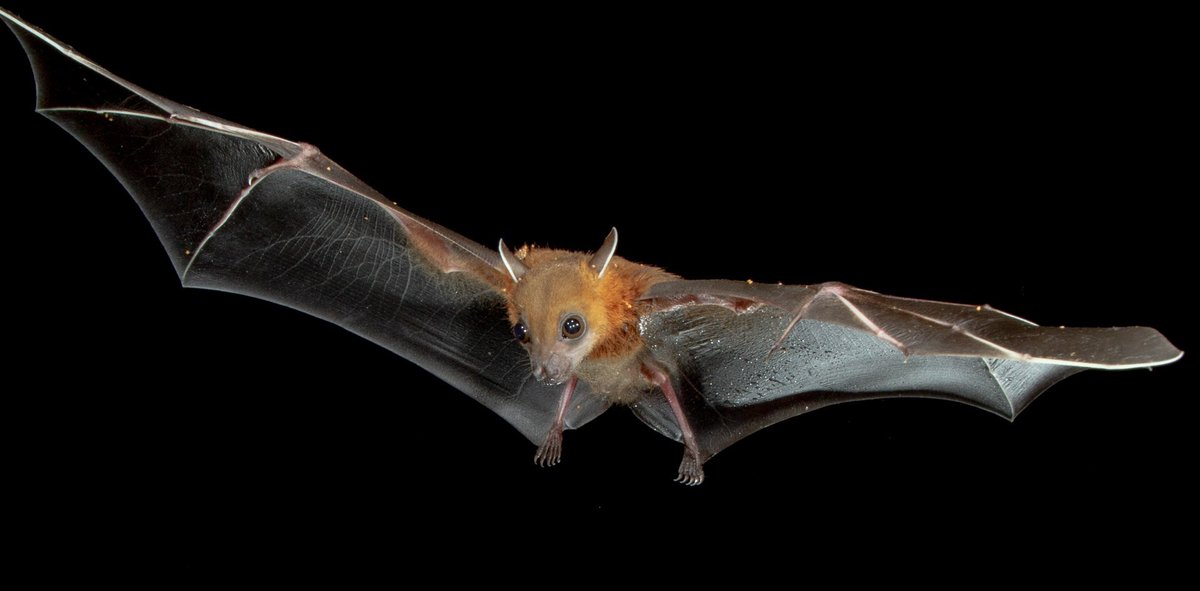 BatConIntl tweet picture