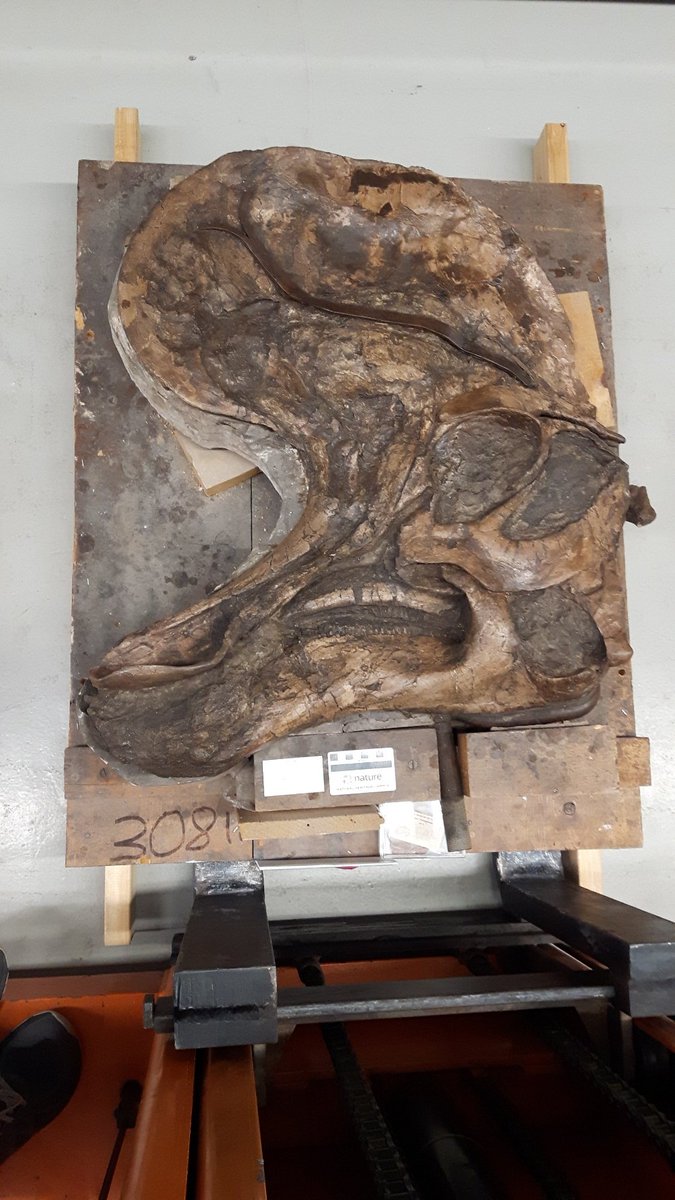 Tom_Dudgeon's tweet image. Lambeosaurus magnicristatus was certainly one of the strangest lambeosaurines, with a massive &apos;pompadour&apos; crest that extended up and over the snout. The scale of the crest on this specimen really is astounding, it&apos;s almost as large as the rest of the skull! #FossilFriday
