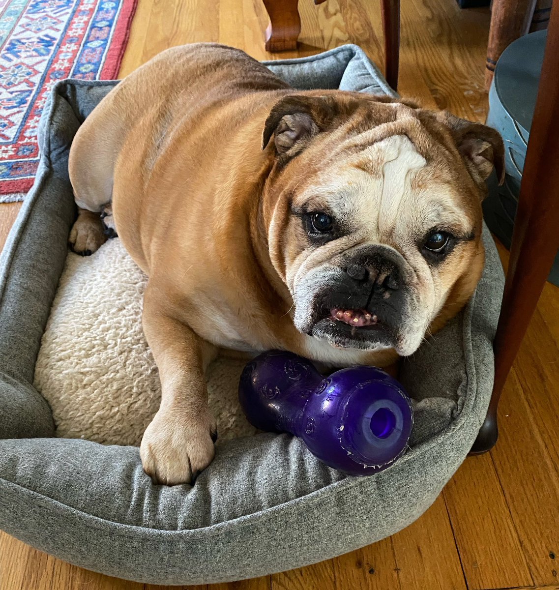 HadleyBulldog's tweet photo. Friday😁😁😁😁😁🥳🥳 https://t.co/DlT9cvJh7Y