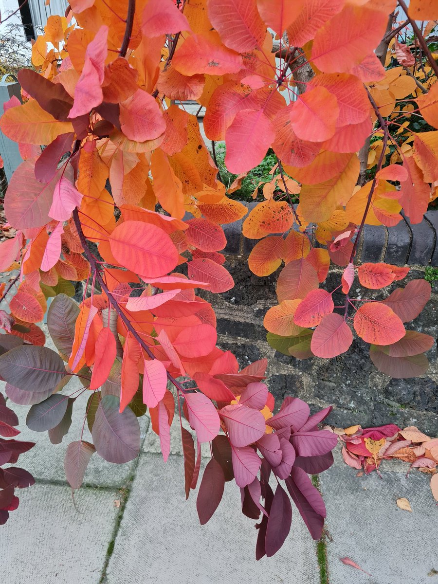 gerrievannoord's tweet photo. #colourburst along #DailyAllowance to get a #booster https://t.co/HTisOEQBdr