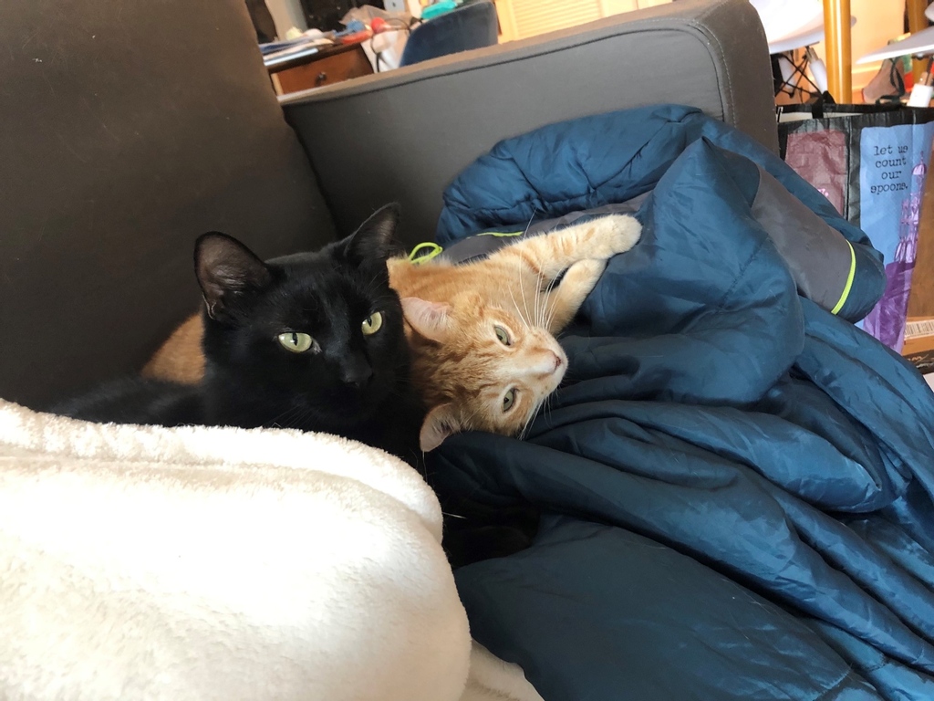 NorthwesternEM's tweet photo. #PetsofNUEM Meet PGY3 RafaelLima_md 's cats Jasper & Bitty! Jasper (black 😼) loves sitting on people's lap & will often give loving headbutts to anyone in his vicinity. Bitty (orange 😼) is a munchkin! He has achondroplasia - he's real dwarf cat & looks like a forever kitten. https://t.co/6TYkiVx89i