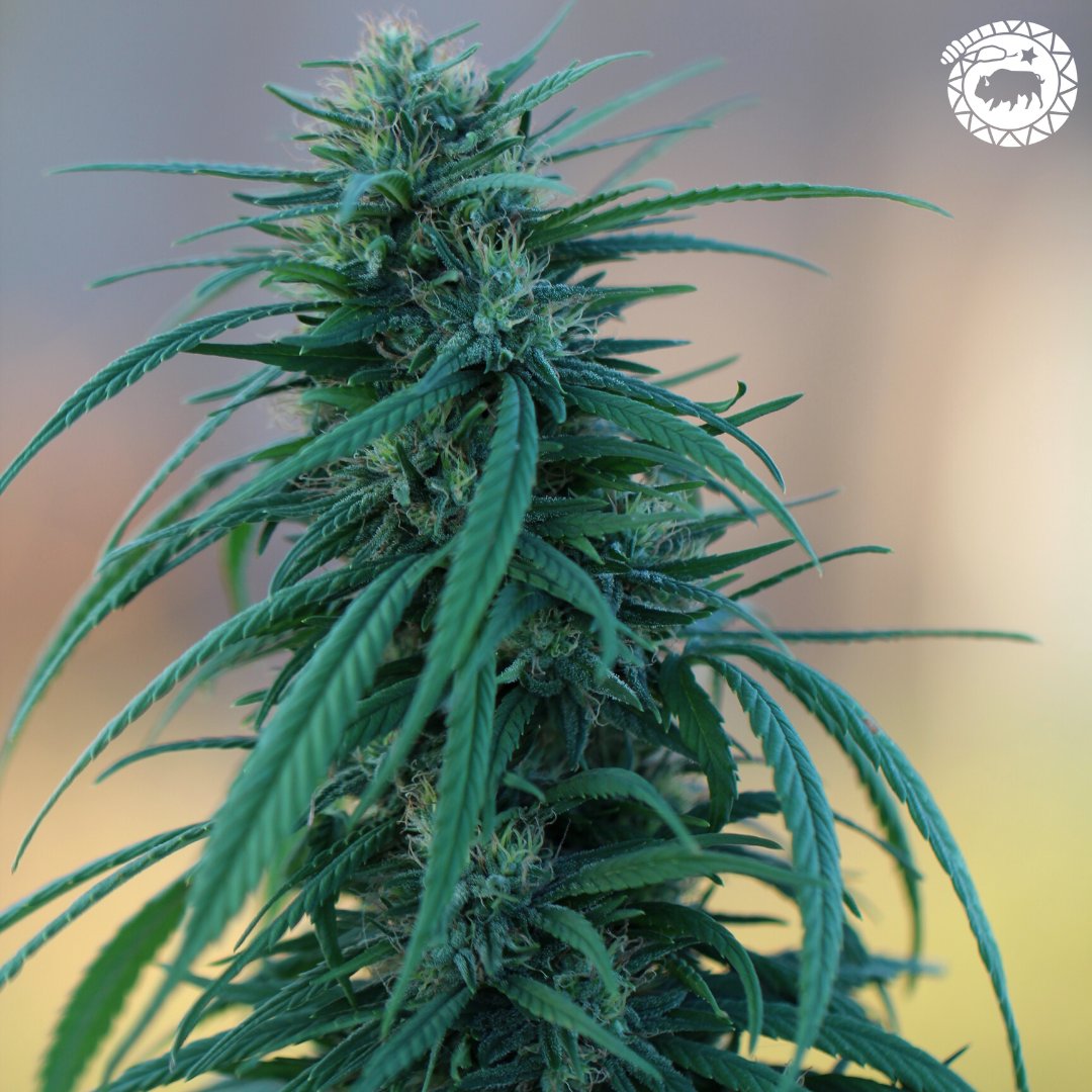 High Grade Hemp Seed tweet media