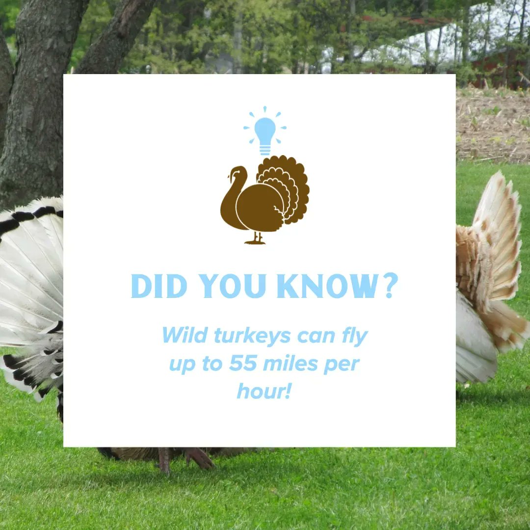 iStudyOleMiss's tweet photo. Happy #FunFactFriday! Did you know this? https://t.co/3X5Y1tKP5R