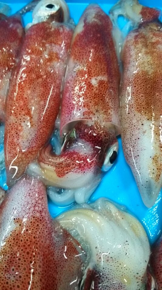 Confraria_P's tweet photo. Bon divendres! En marxa la darrera subhasta de tarda de la setmana. Podeu trobar una gran varietat d'espècies al Mercat de la Llotja de Palamós. #subhasta #espècies #pescadors #peixaters #productedeproximitat https://t.co/I0HZyFl90k