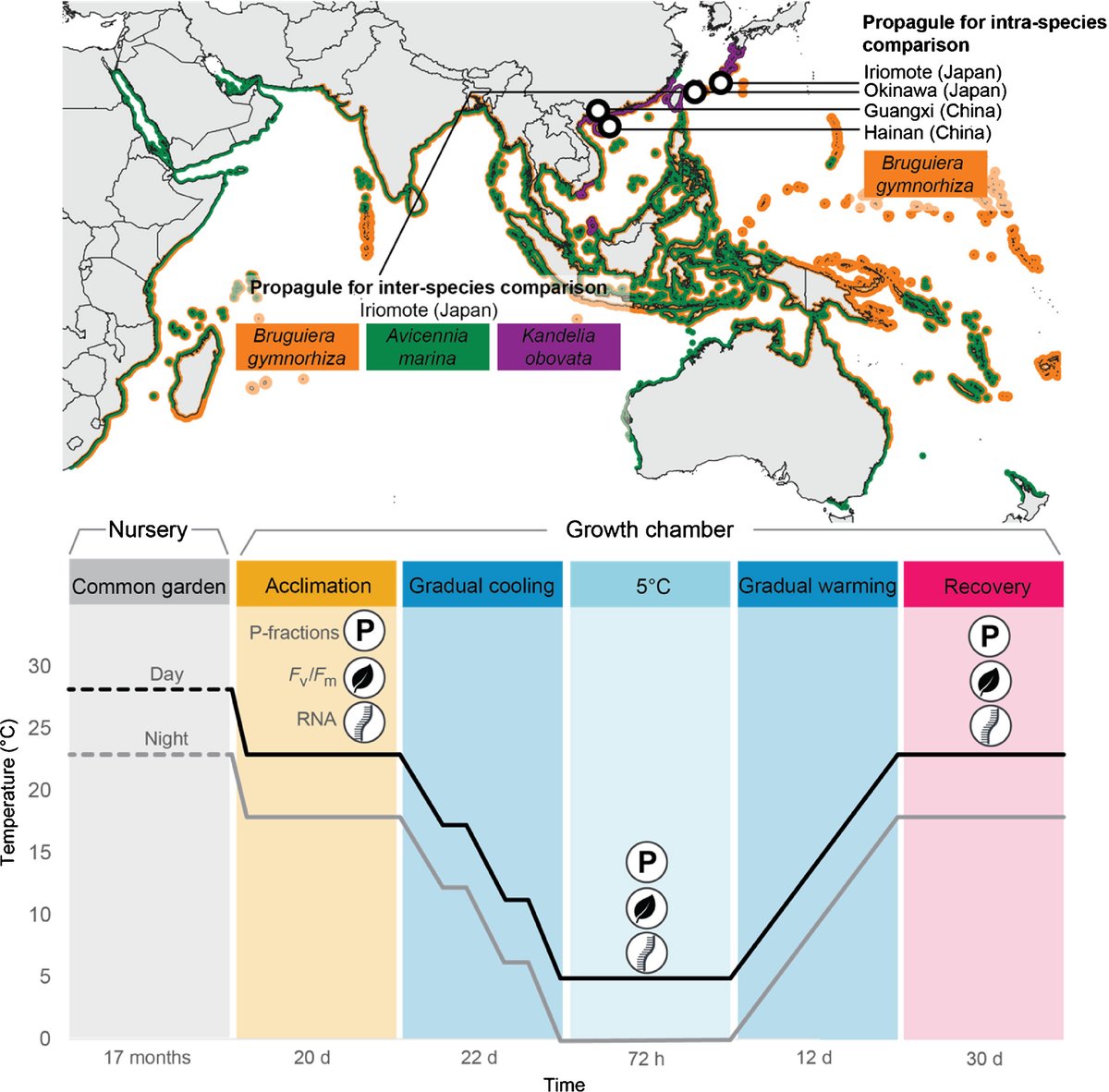 Foliar phosphorus allocation affects chilling tolerance in six mangrove populations  ow.ly/kMUJ50GRQ2F