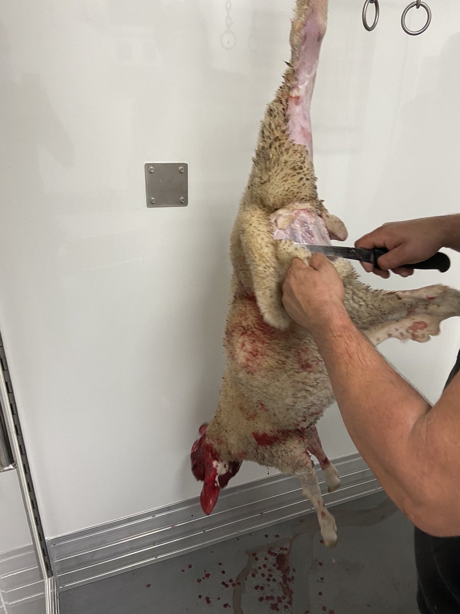 RuralProximidad's tweet photo. Los mataderos móviles permiten a los ganaderos de las zonas rurales acercar sus productos al cliente final   , evitando tener que mal vender sus animales , les permite sacrificar los animales para el comercio de #proximidad #mataderos_moviles  #rural https://t.co/GcqE7afSgV