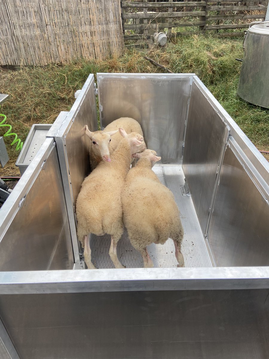 RuralProximidad's tweet photo. Los mataderos móviles permiten a los ganaderos de las zonas rurales acercar sus productos al cliente final   , evitando tener que mal vender sus animales , les permite sacrificar los animales para el comercio de #proximidad #mataderos_moviles  #rural https://t.co/GcqE7afSgV