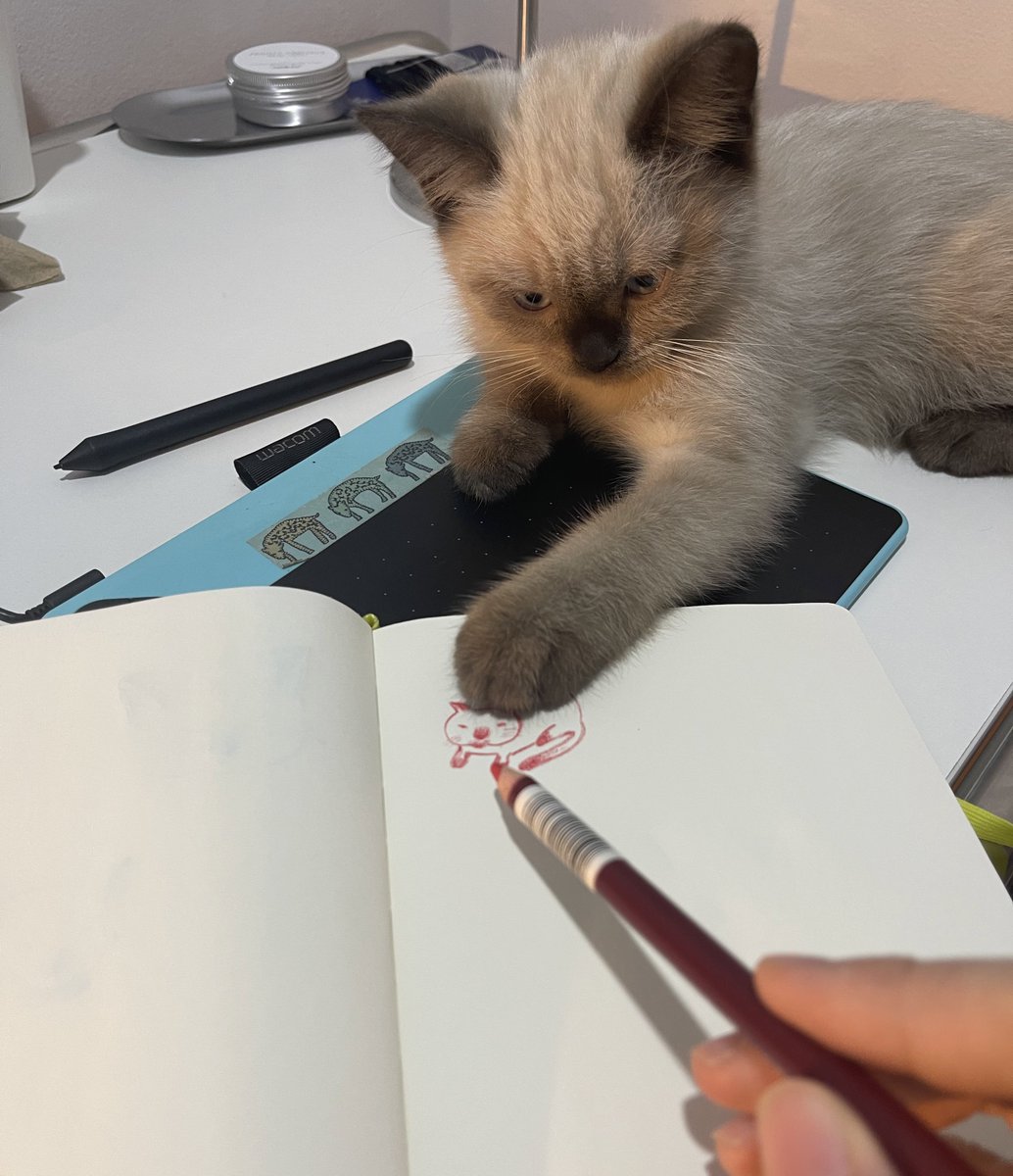 ทำมะ มิ๊วาดให้กลมกว่าตัวจริงแล้วเคืองอ่อ