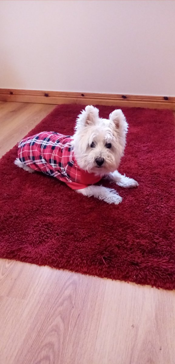 Does yoo like me new sweater #westie #seniordog #spoiltboy #lovemyboy #dogsoftwitter
#ZSHQ