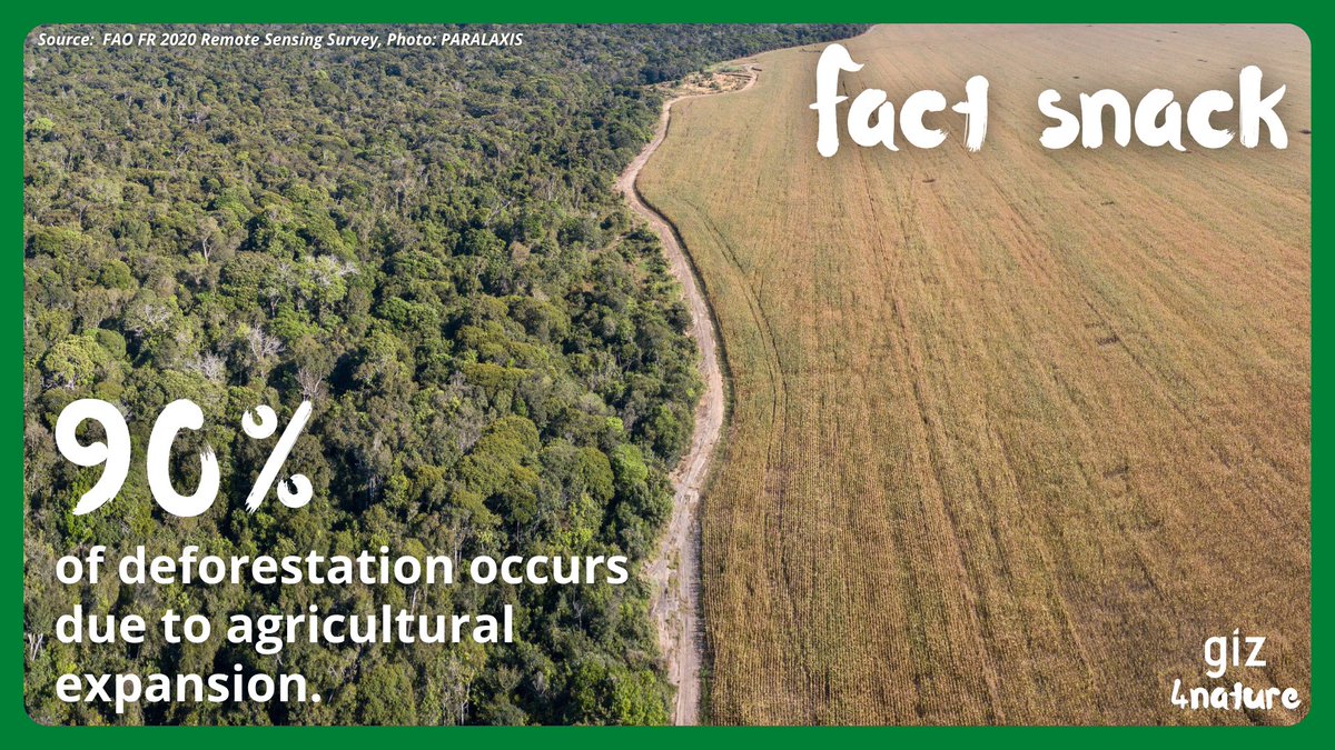 giz4nature's tweet photo. It's a well-known fact that #agriculture is the main driver of #deforestation around the globe.🌳
However, today's #factsnack shows that its impact is even higher than previously assumed, according to a new @FAO study.📊
@FAOForestry @FAOclimate https://t.co/lIqxg3L5o7