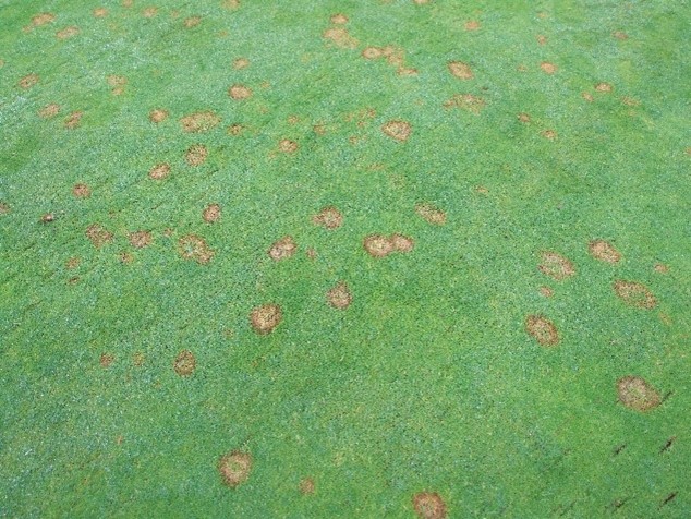 EnvuTurfUK's tweet photo. #TopTips for managing Microdochium Patch
🌱 Ensure nutrition levels are adequate
🌱 Keep the surfaces as dry as possible
🌱 Increase the height of cut when mowing
#Greenkeeping #Turf365 https://t.co/3eteBdWz38