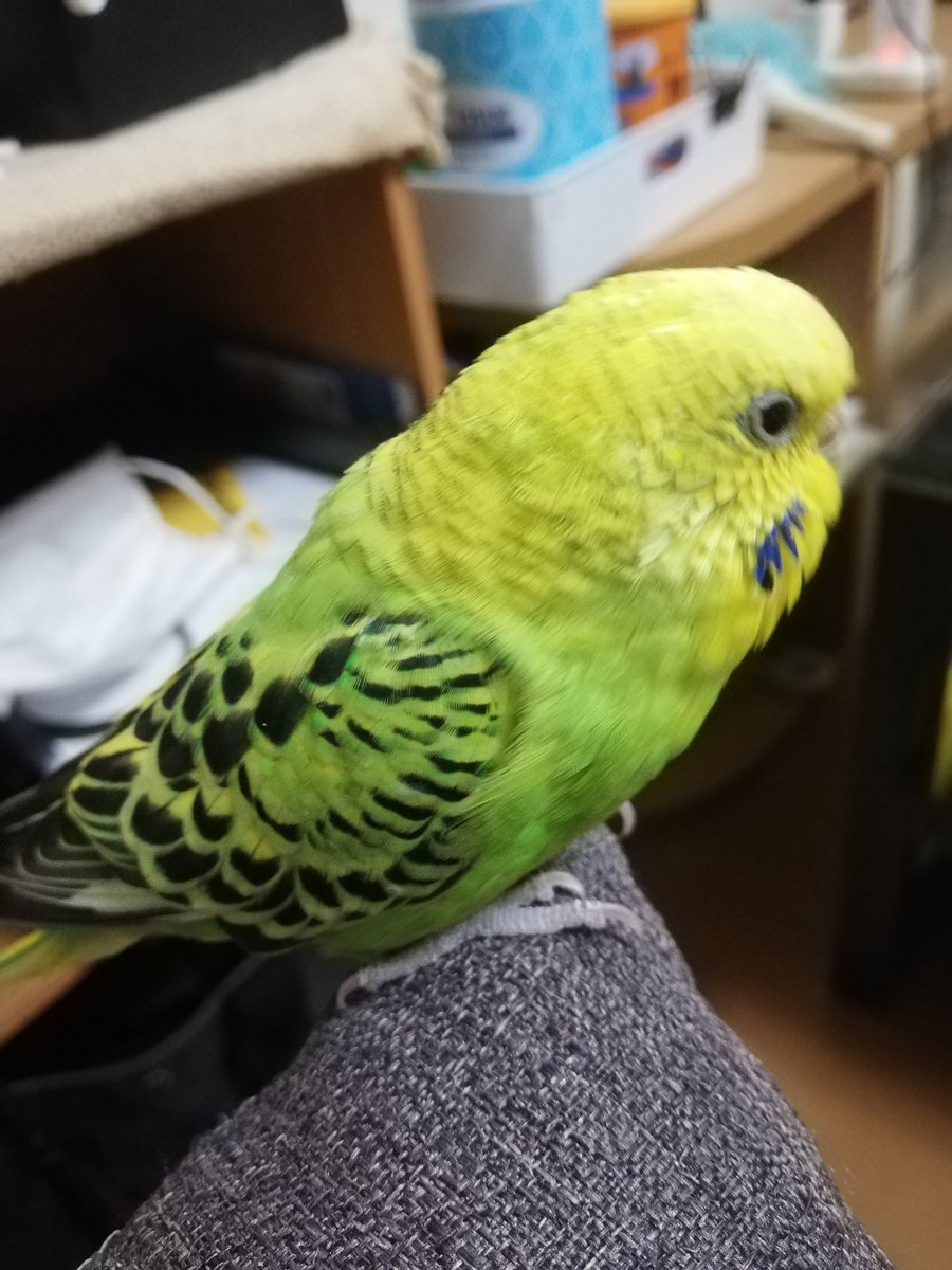 #セキセイインコのなち
今日のなっちゃん🕊️
寒くなってきたね🍃