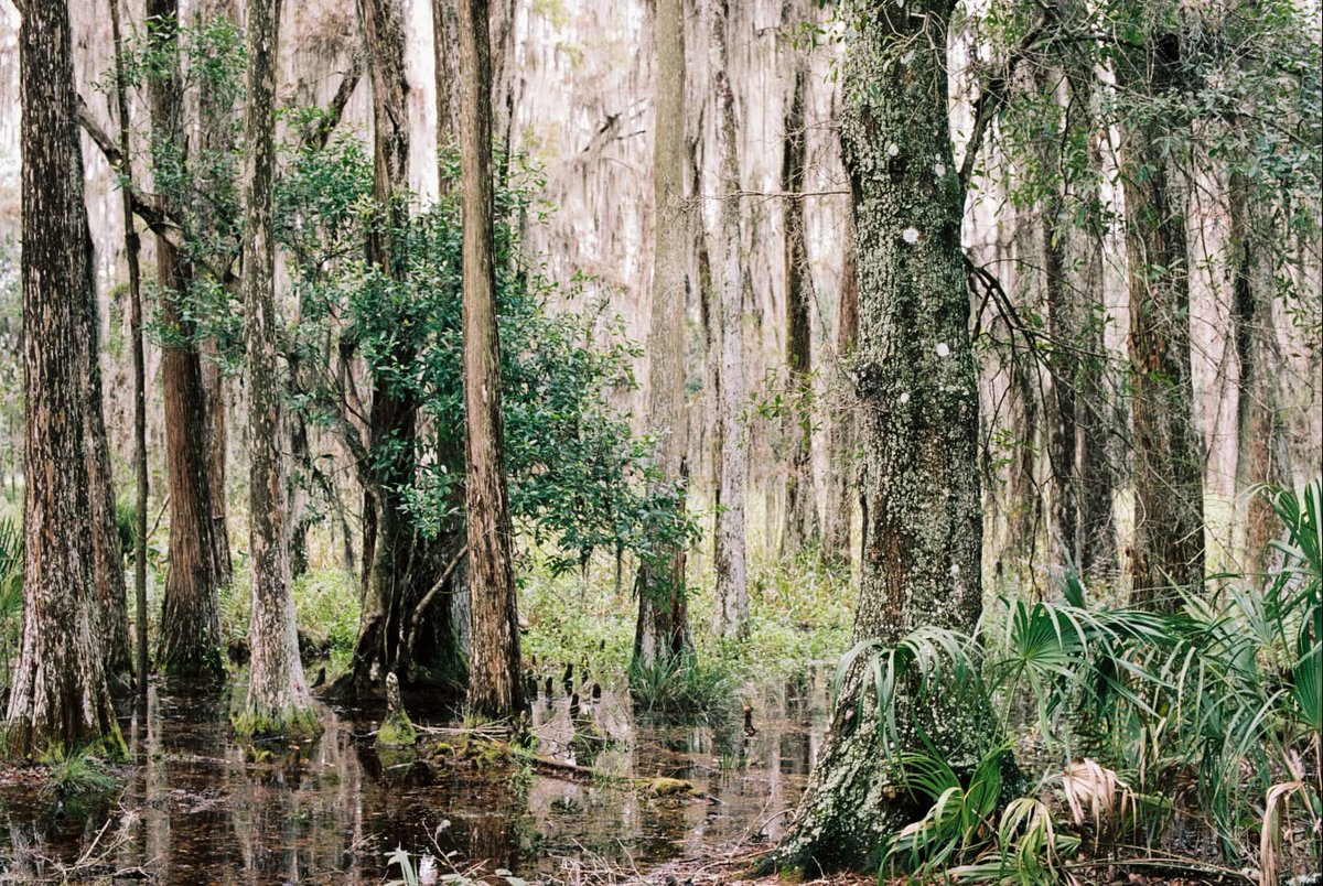 DanDickson24's tweet photo. Some recent swamp hiking photos 🐊

@Kodak @KodakProFilmBiz #Kodak #kodakportra160 #shootfilm #nikonf3 https://t.co/mBUGGLGK6h