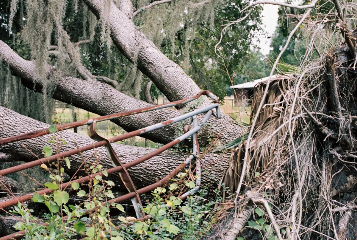 DanDickson24's tweet photo. Some recent swamp hiking photos 🐊

@Kodak @KodakProFilmBiz #Kodak #kodakportra160 #shootfilm #nikonf3 https://t.co/mBUGGLGK6h