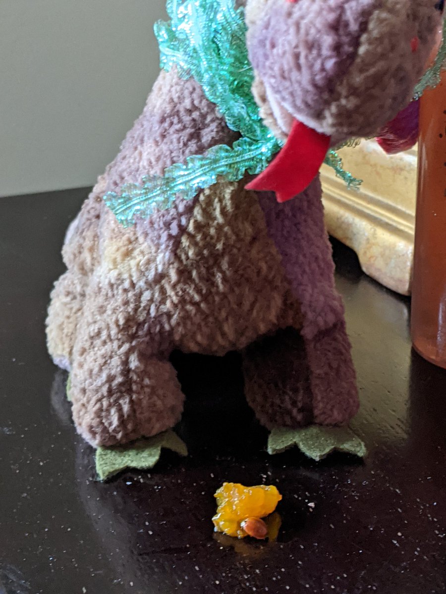 lanza130's tweet photo. Jupiter and her dragon. Good morning Jupiter! She is having her breakfast. lol https://t.co/Qx2HbZrqjP