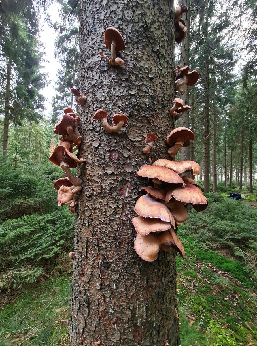 GeertjeGeertsma's tweet photo. Vandaag genoot ik het voorrecht om legaal in een sparren- en paddenstoelenreservaat rond te lopen en met een groep in kaart te brengen wat er groeit ... https://t.co/GmbzYQFjp5