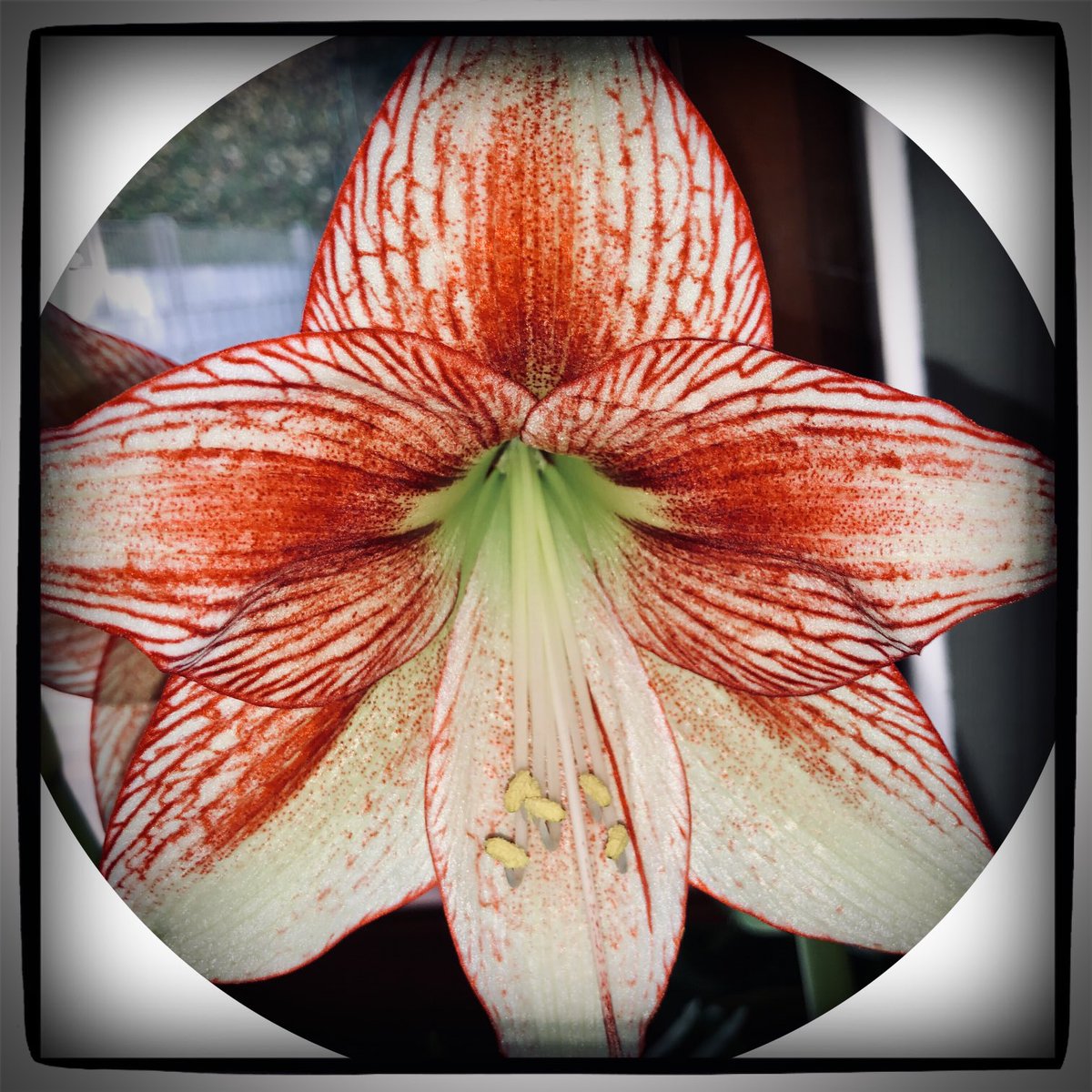 glaubeweiter's tweet photo. #November Die #Blüte der #Amaryllis ist #früh dran. In #wenigen #Tagen ist der #Stängel #hoch gewachsen + die #herrlichen #Blüten haben sich #geöffnet #Wunderschön #gemustert + sehr #groß Sie hätte sich nicht #beeilen müssen. #Vorfreude Ich hätte gern bis zum #Advent #gewartet https://t.co/OrCNrsEr6t