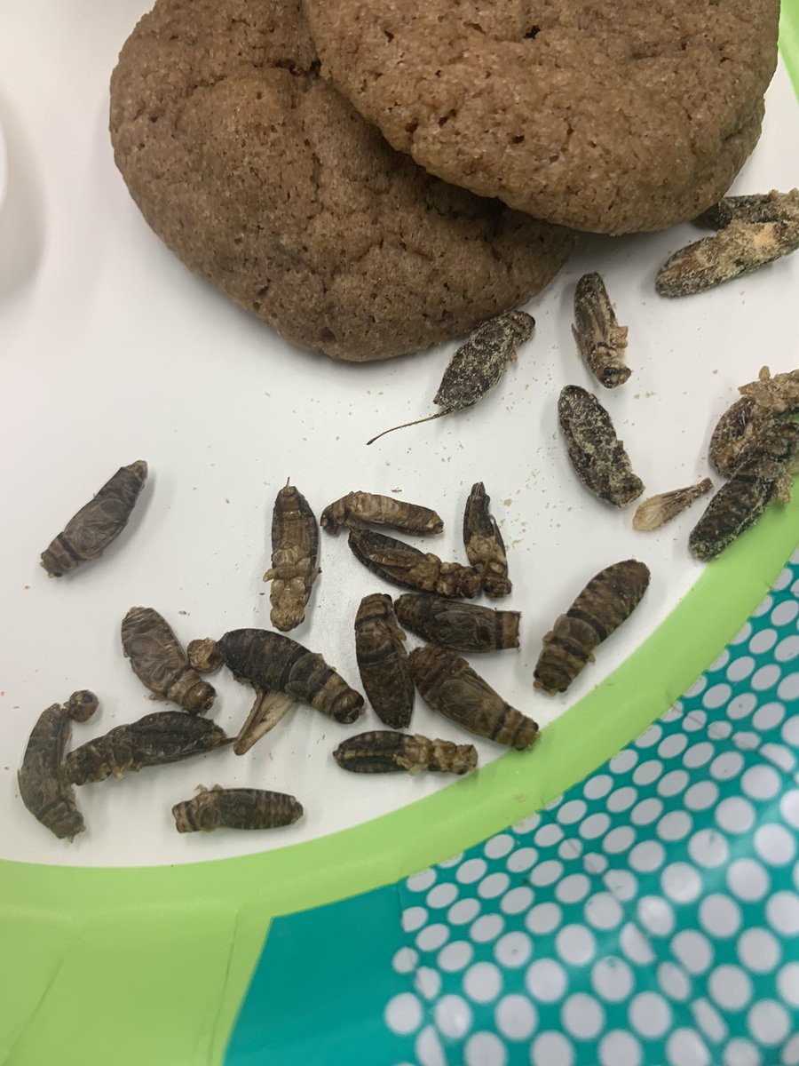 Aggie_UESO's tweet photo. Our Entomophagy meeting Wednesday night was a blast. Doctor Song came to talk about the department’s study abroad program in Costa Rica coming up this summer. We then cookies made with cricket flour, dried crickets and some bug themed cupcakes made by our officers https://t.co/87Q29nIWal