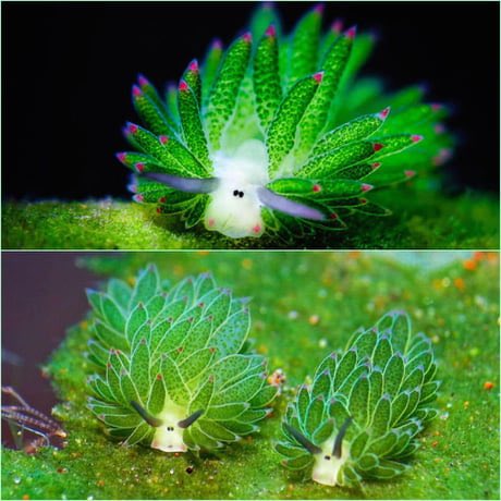 _0ptical's tweet photo. EVERYONE NEEDS TO LOOK AT THIS REALLY COOL LEAF SLUG RIJT NOW

It’s one of the only animals that can photosynthesize, and most importantly 

LOOK. AT. ITS. FACE.
I still can’t believe it looks like that https://t.co/JZsuLUdiFi