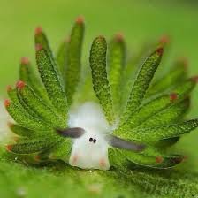 _0ptical's tweet photo. EVERYONE NEEDS TO LOOK AT THIS REALLY COOL LEAF SLUG RIJT NOW

It’s one of the only animals that can photosynthesize, and most importantly 

LOOK. AT. ITS. FACE.
I still can’t believe it looks like that https://t.co/JZsuLUdiFi