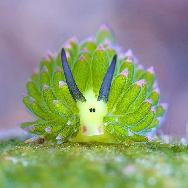 _0ptical's tweet photo. EVERYONE NEEDS TO LOOK AT THIS REALLY COOL LEAF SLUG RIJT NOW

It’s one of the only animals that can photosynthesize, and most importantly 

LOOK. AT. ITS. FACE.
I still can’t believe it looks like that https://t.co/JZsuLUdiFi