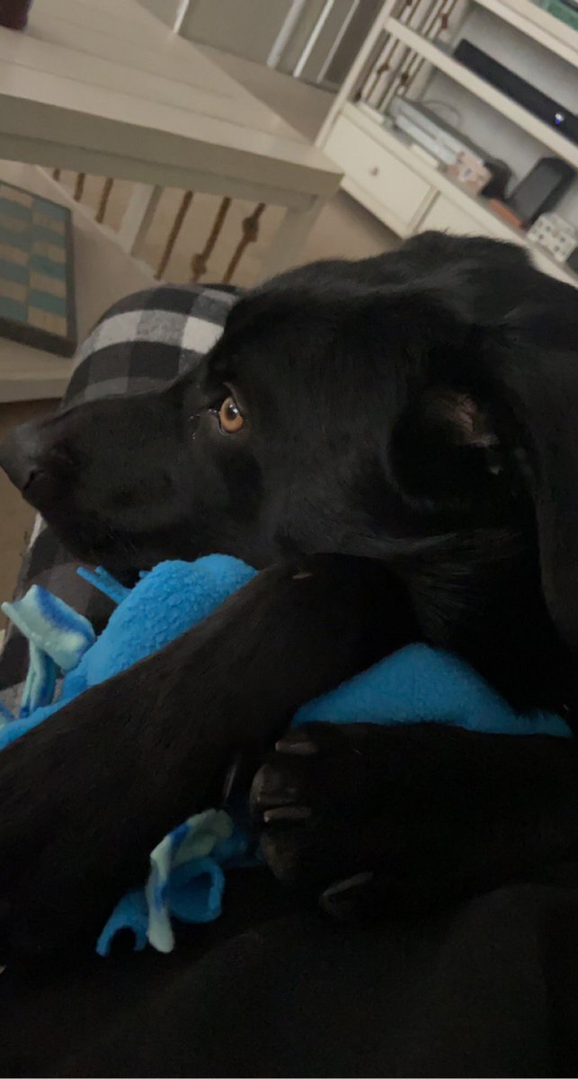 Cuddling before class with this cutie! He makes it so hard to leave some days. #phed135