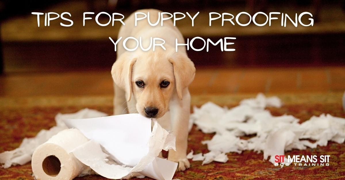SMSTulsa's tweet photo. Tips for Puppy Proofing Your Home | https://t.co/J4tyGbDuXI https://t.co/CvKxzhCAdZ