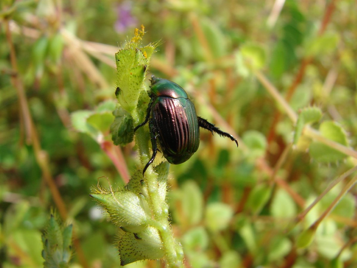 vanarambh's tweet photo. Japanese Beetle. Does this pest thrive because the species controlling its population vanished from our backyards? 

https://t.co/oVjPI3HtpP

#nature #landscape #forest #trekking #walk #hiking #earth #wild #wildlife #wildlifephotography #naturephotography #insect #biodiversity https://t.co/UO1SyC4UqC