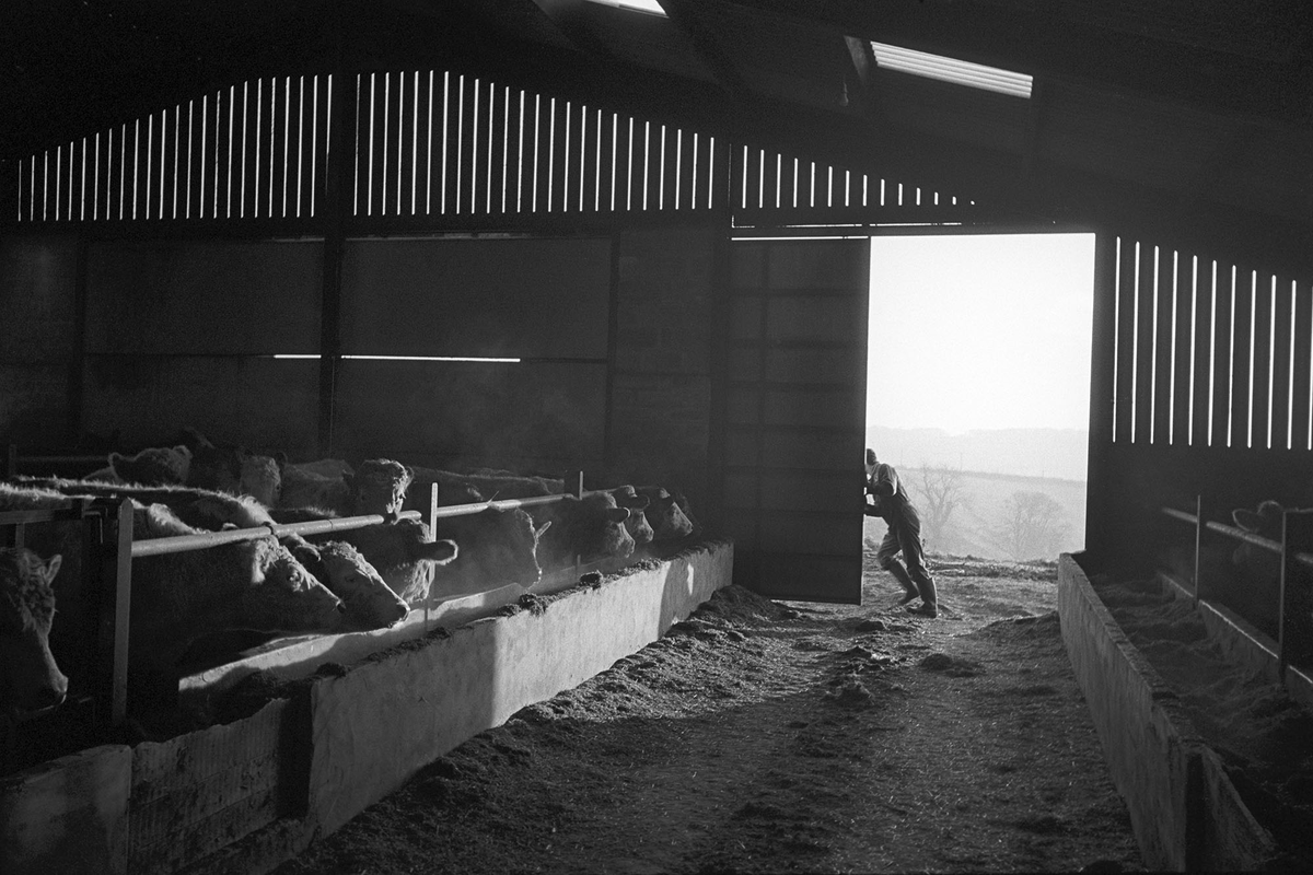 James Ravilious tweet media