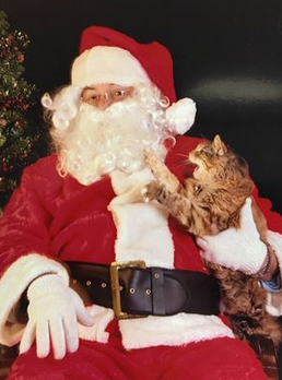 KC's Snarkiest Cat (@SnarkyStoreCat) / Posts / X