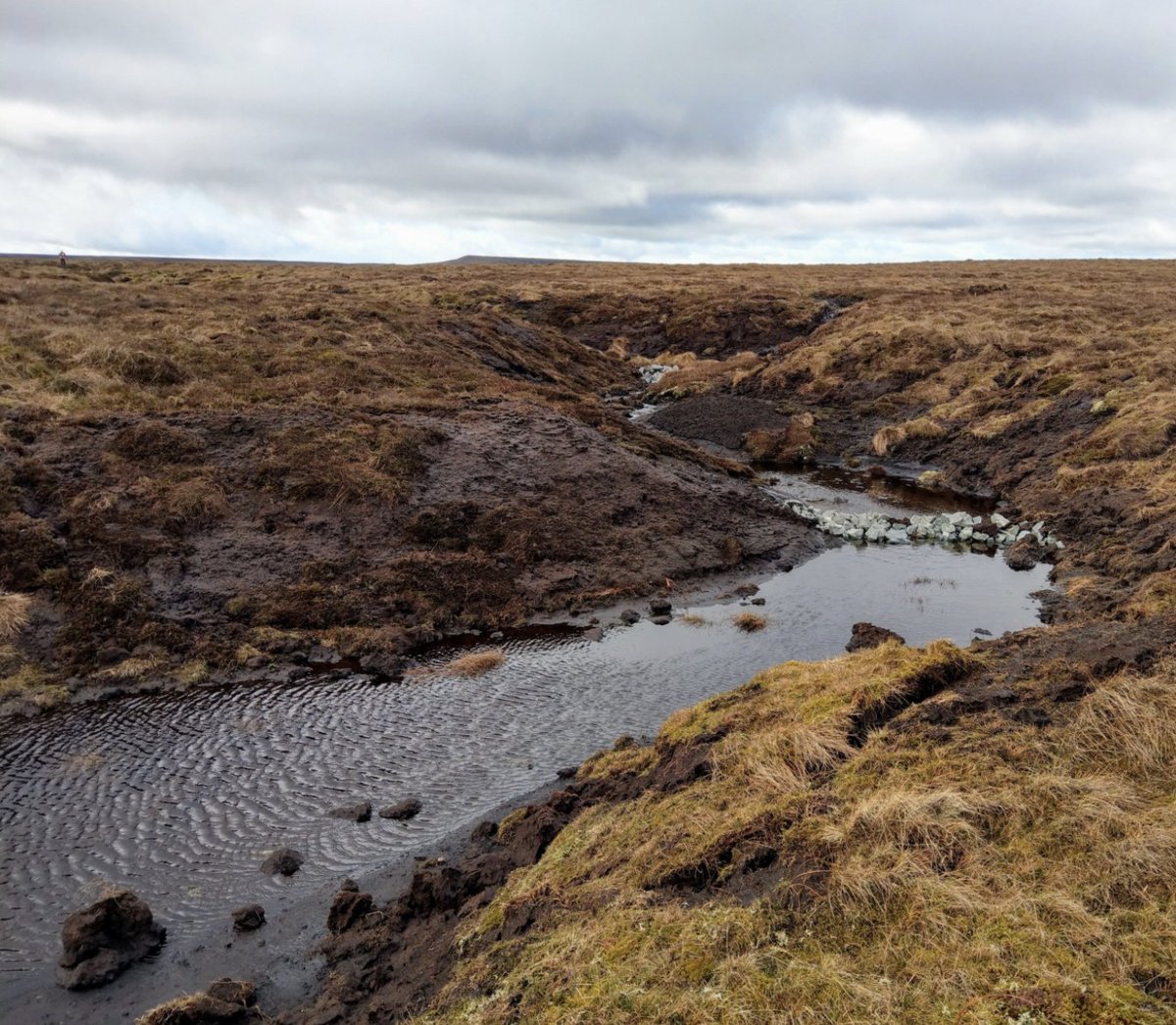 guyshrubsole's tweet photo. Who owns our carbon?

- 124 landowners own 60% of England's deep peat (c1m acres) https://t.co/gnVzxif1rD

- 1000 landowners own a third of England's woods (also c1m acres): https://t.co/SDUK76Fi4Q

Public &amp; Govt must pressure landowners to protect &amp; restore these carbon sinks https://t.co/g7jcsryHVz