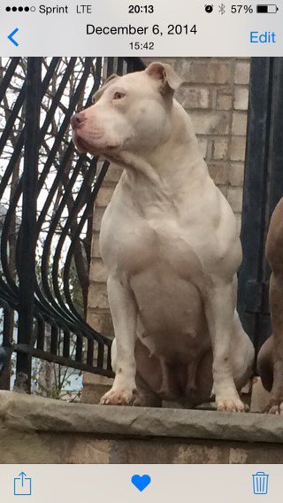 BLACKOUT973's tweet photo. RIP to the Twins 🐕 🐶 #Blu_N_Wax 😢🙄😑 https://t.co/XMIz4qpd5R