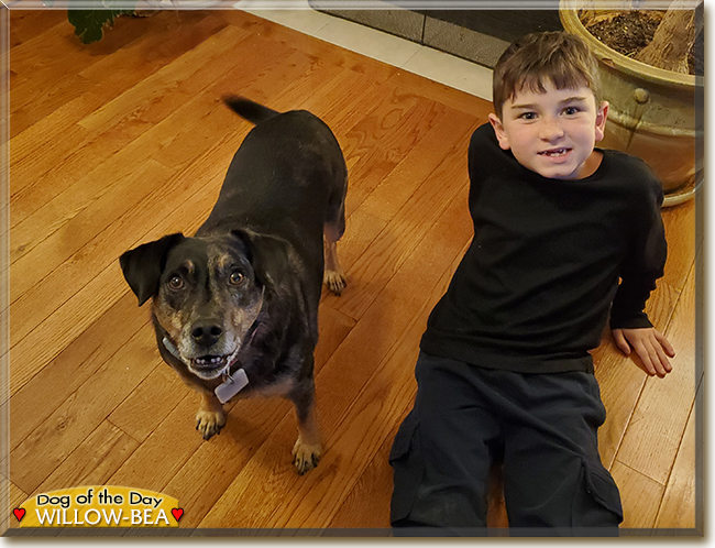 dogofthedaycom's tweet photo. Wednesday's Dog of the Day was #cute Willow-Bea, a #Catahoula #Leoparddog #BlueHeeler mix #love - read her story and see more #photos at https://t.co/ZyVsxppIwg   #dogoftheday #dogs #dog #DogsofTwitter #dogsofinstagram

#sorrysolate https://t.co/g72xwxbKOe