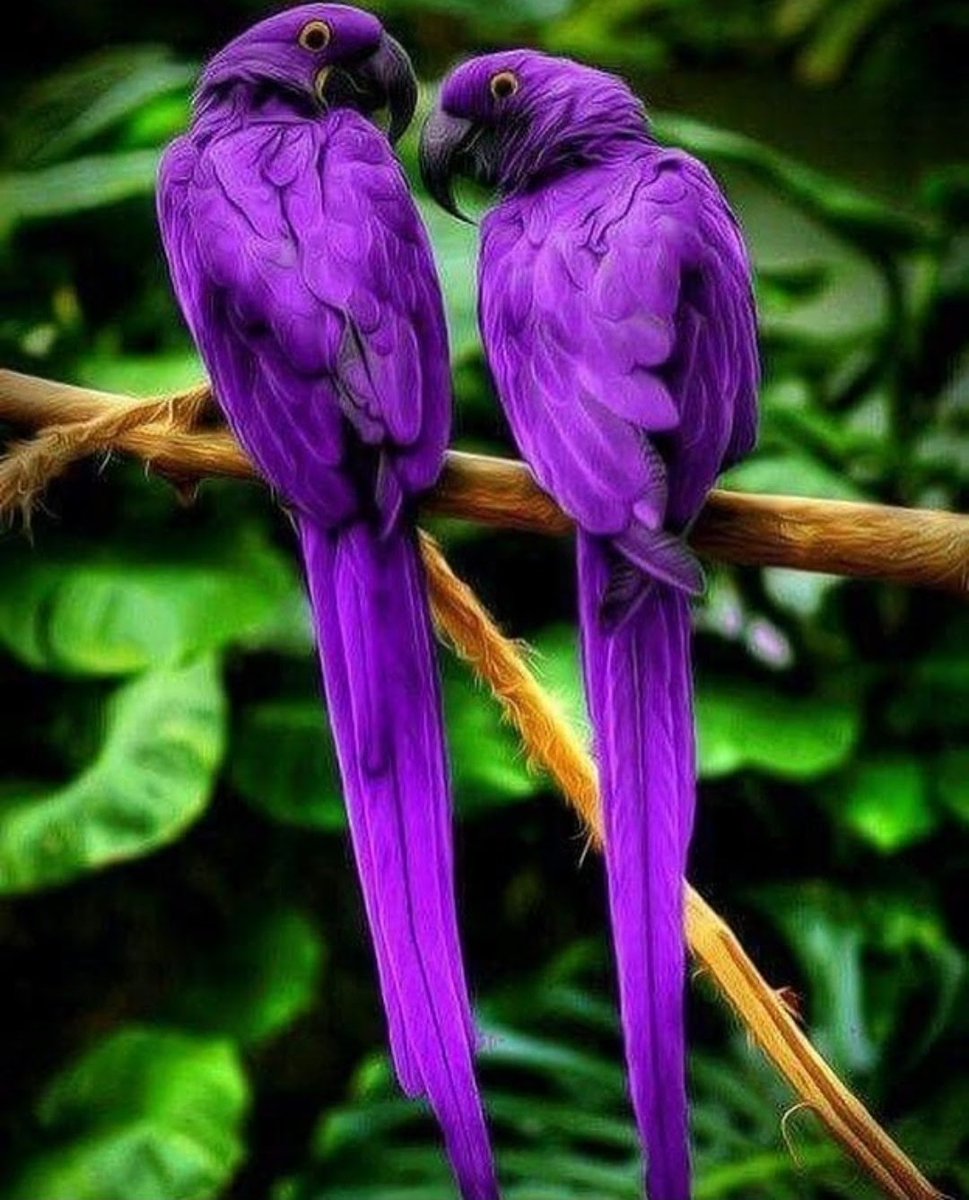 Daniella_C1804's tweet image. Tropical beauty 💜