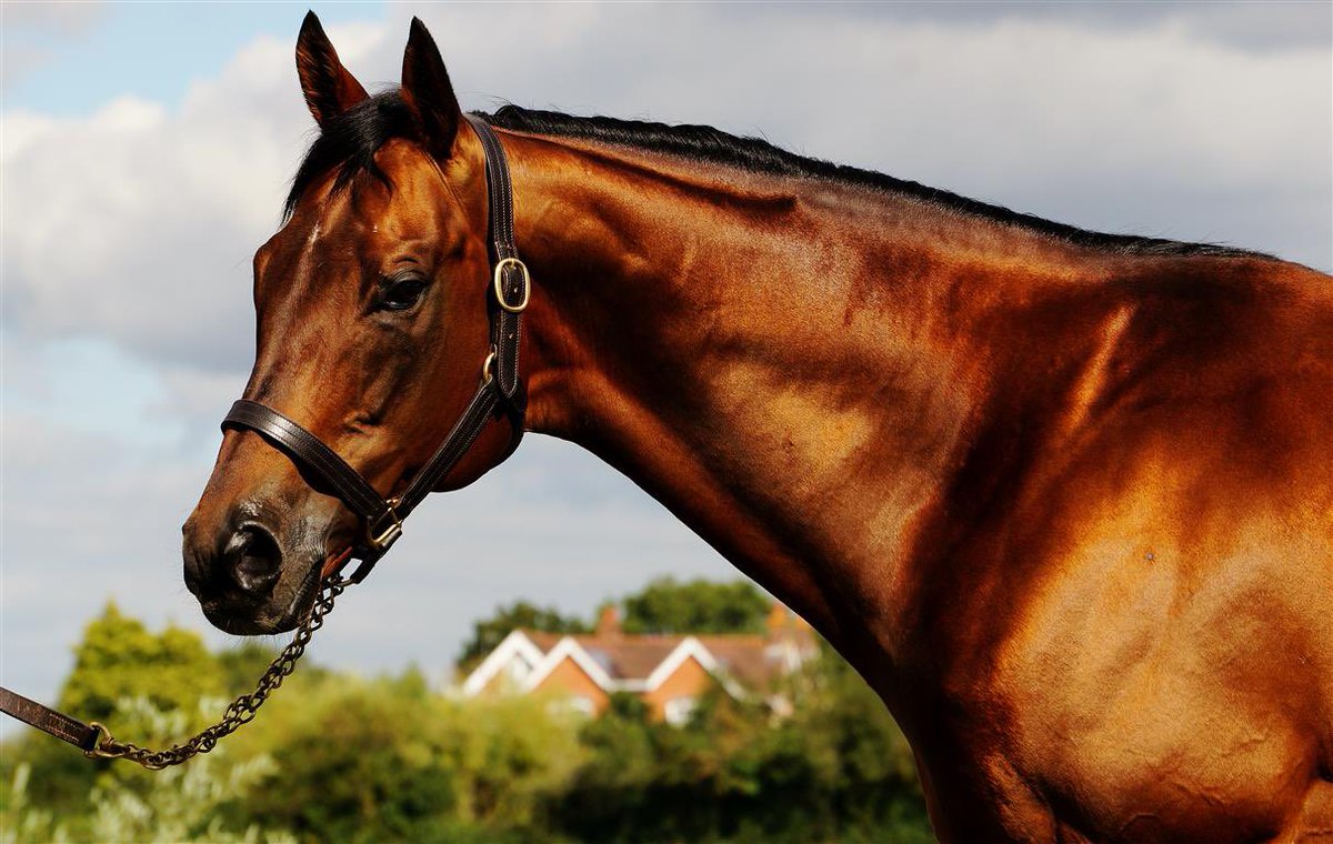 Planteur07's tweet photo. If you’d like to stay up to date with Planteur and his exciting progeny, please follow @chapelstud ! 

We’ll be posting all of his latest news from there.

Thanks to all who’ve followed him so far!🏇🏻 https://t.co/XYE4qef6sB
