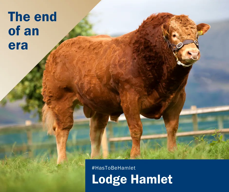 GenusABS's tweet photo. ❗It's the end of an era!❗

Outstanding sire, Lodge Hamlet has produced his final units. Born in 2012, Hamlet has been siring exceptional progeny for many years. Today, he has +2,700 progeny registered against him on the Limousin database.

#HasToBeHamlet https://t.co/vwlPaZy4lL