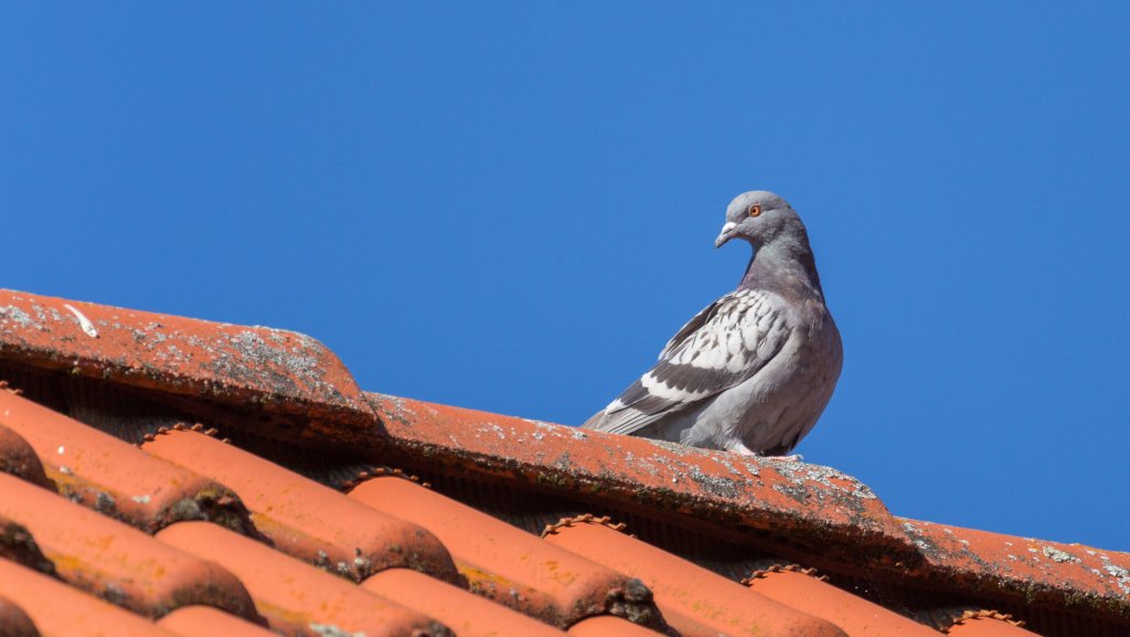 BurnsPest's tweet photo. Pigeons can be a nuisance, especially when they make their home on yours. Burns is here to give you tips on their nesting, feeding, and breeding habits, and how to prevent them from sticking around your home or business. https://t.co/R5uvpW3qUP