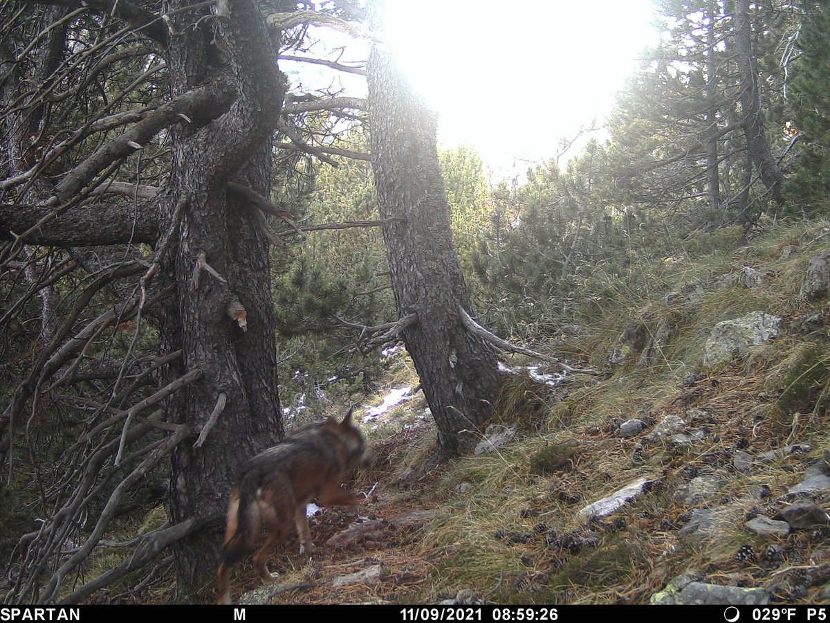 transicioeco's tweet photo. Una càmara de fototrampeig del programa de seguiment de l’ós bru va captar un exemplar de llop al terme municipal d'Alins al @pnaltpirineu el passat 9 de novembre. Es tracta de la primera dada confirmada de presència d’aquesta espècie al Pallars Sobirà https://t.co/tSzYw5hUoB