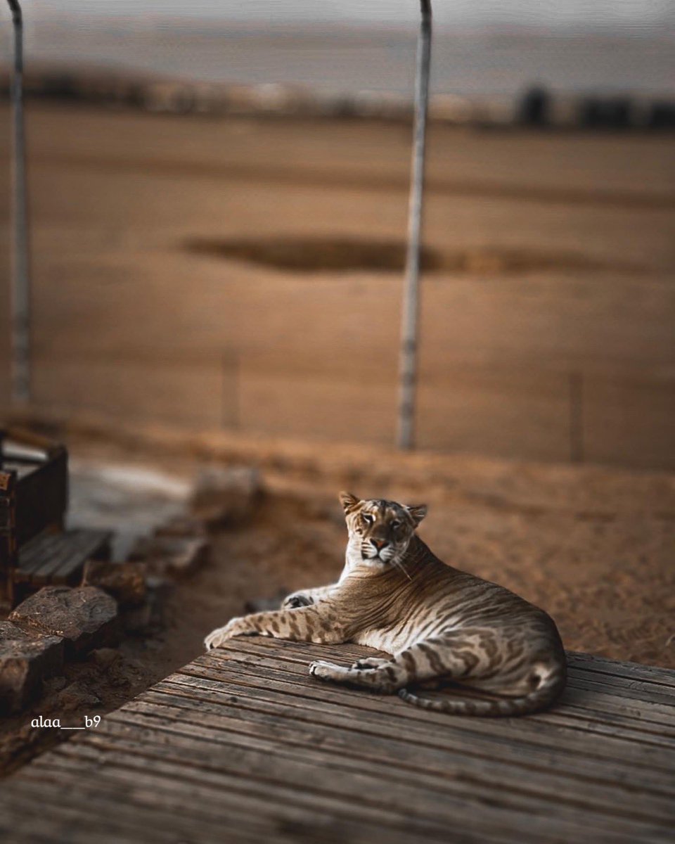 الاء | AL tweet media