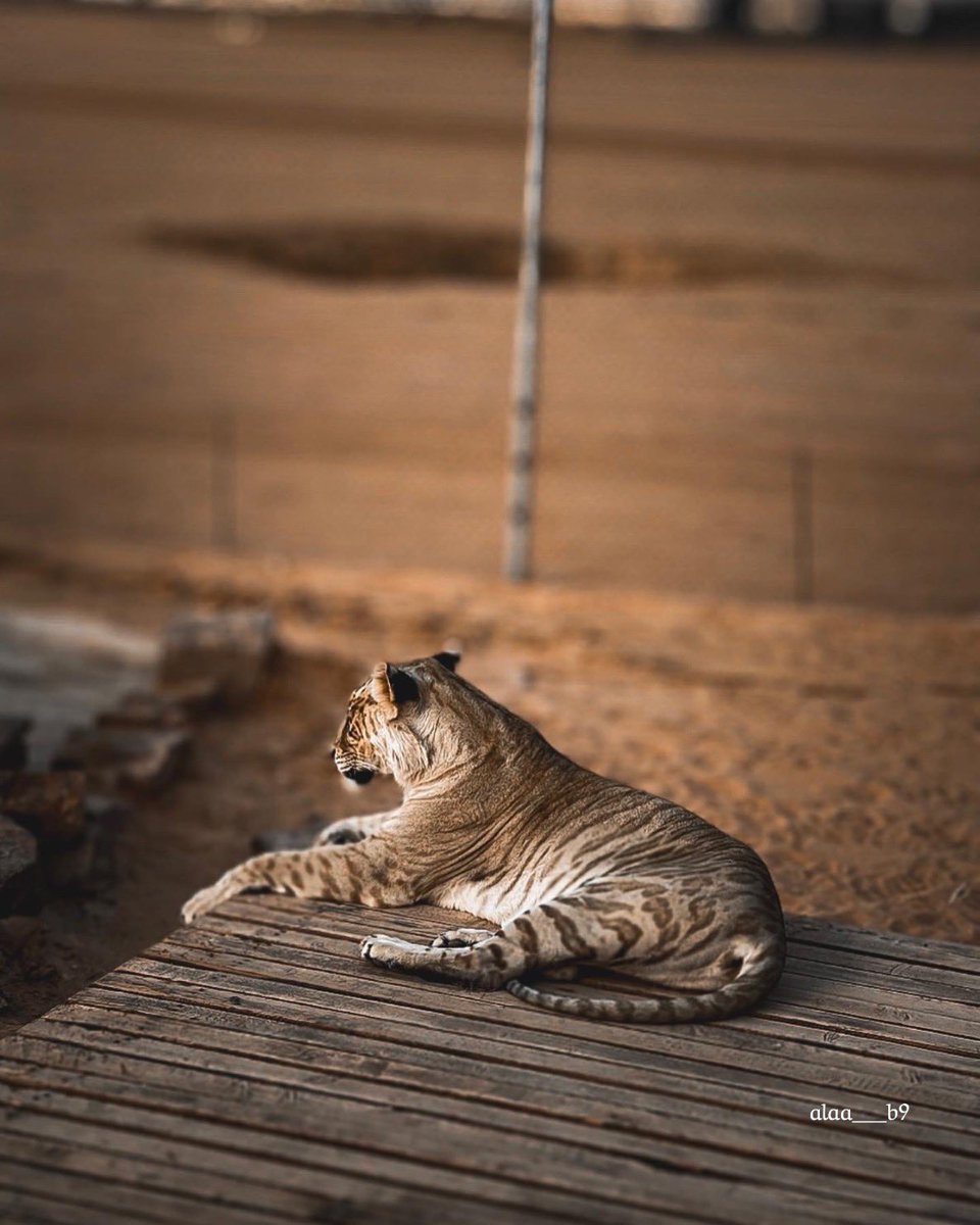 الاء | AL tweet media