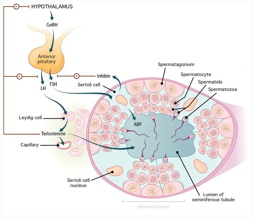 Medillustrates's tweet photo. "Spermatogenesis" illustration by #ThirdLeftStudios.
Explore more by Third Left Studios: https://t.co/jFdW7JQVGf
#spermatogenesis #medicaleducation #illustration #medicalillustration #spermcells #cellbiology #reproductivebiology #biomedicalart #scientificillustration #sciart https://t.co/dxdQrghtx2