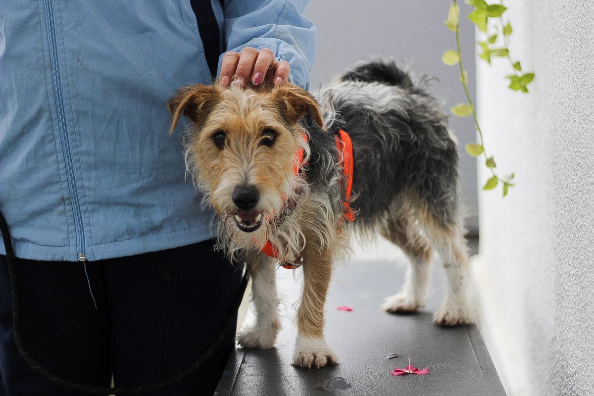 Herz_Streuner's tweet photo. Elmo-1-2 Jahre🐶

Der kleine Elmo möchte noch vor dem kalten Winter in eine warme Unterkunft reisen! Wer erfüllt unserem kleinen Schatz diesen Wunsch?🥰♥️

#dog #dogs #AdoptDontShop #rescuedog #rescuedogs #rescued #adoptme #tierschutz #savelife https://t.co/Ae50FcTtem