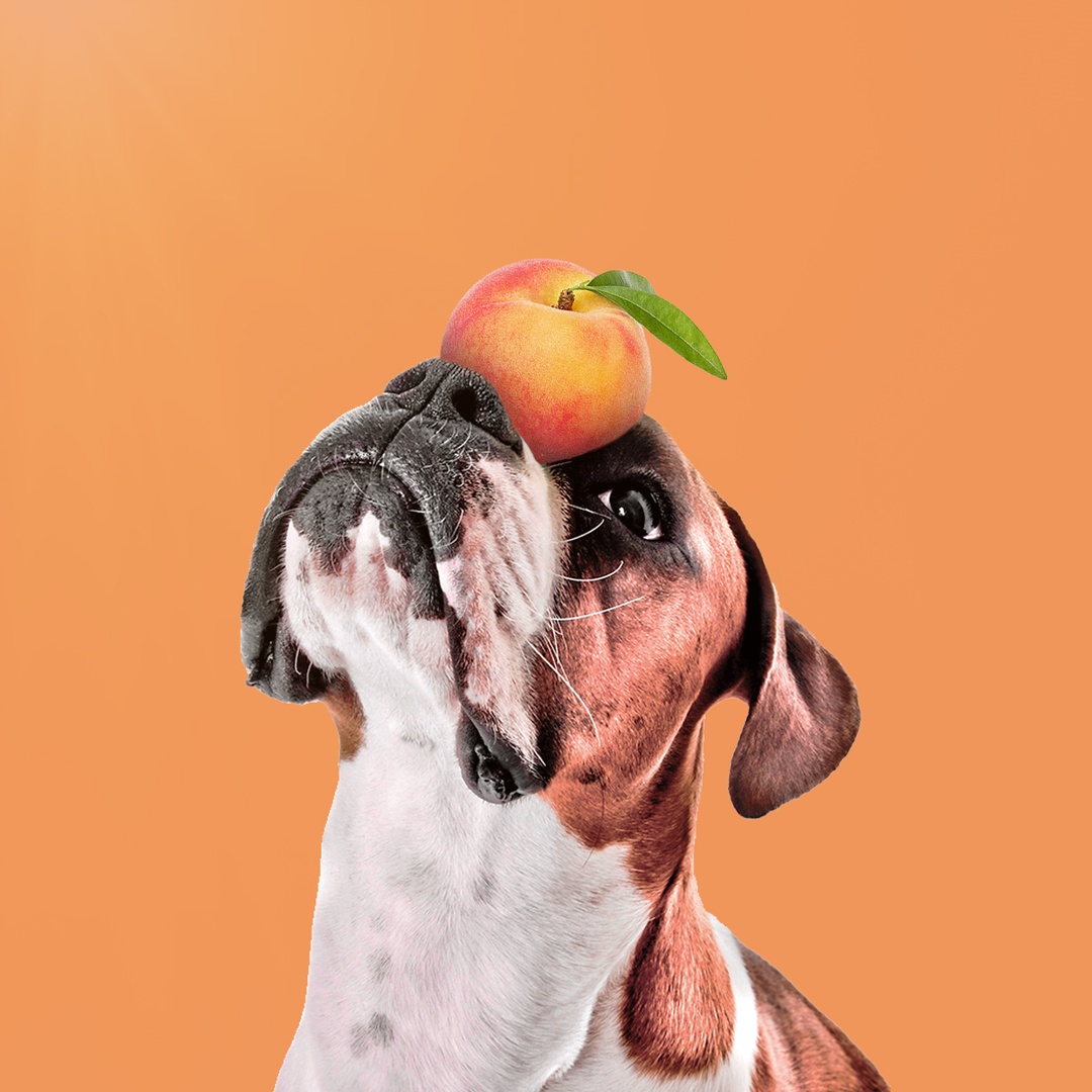 lbcocktailco's tweet photo. We can't lie, we're grateful for any valid opportunity to ask for your dog photos. So please reply with photos of your dog! https://t.co/ba6EHn7TyZ