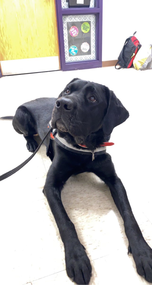 Cornish_JRC's tweet photo. Is there any better way to spend your Friday?? #wearecortland #therapydog 🐶 ❤️ https://t.co/uQuOmFuETO